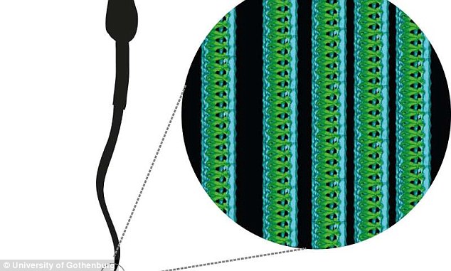 Via Noble Prize-winning technology, scientists discovered spirals within tubes in sperms' tails