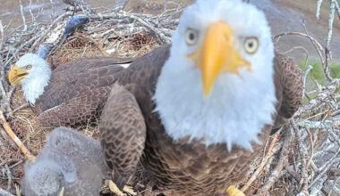 Famous Bald Eagle Mom Who Disappeared from Her Florida Nest Is Now Presumed Dead