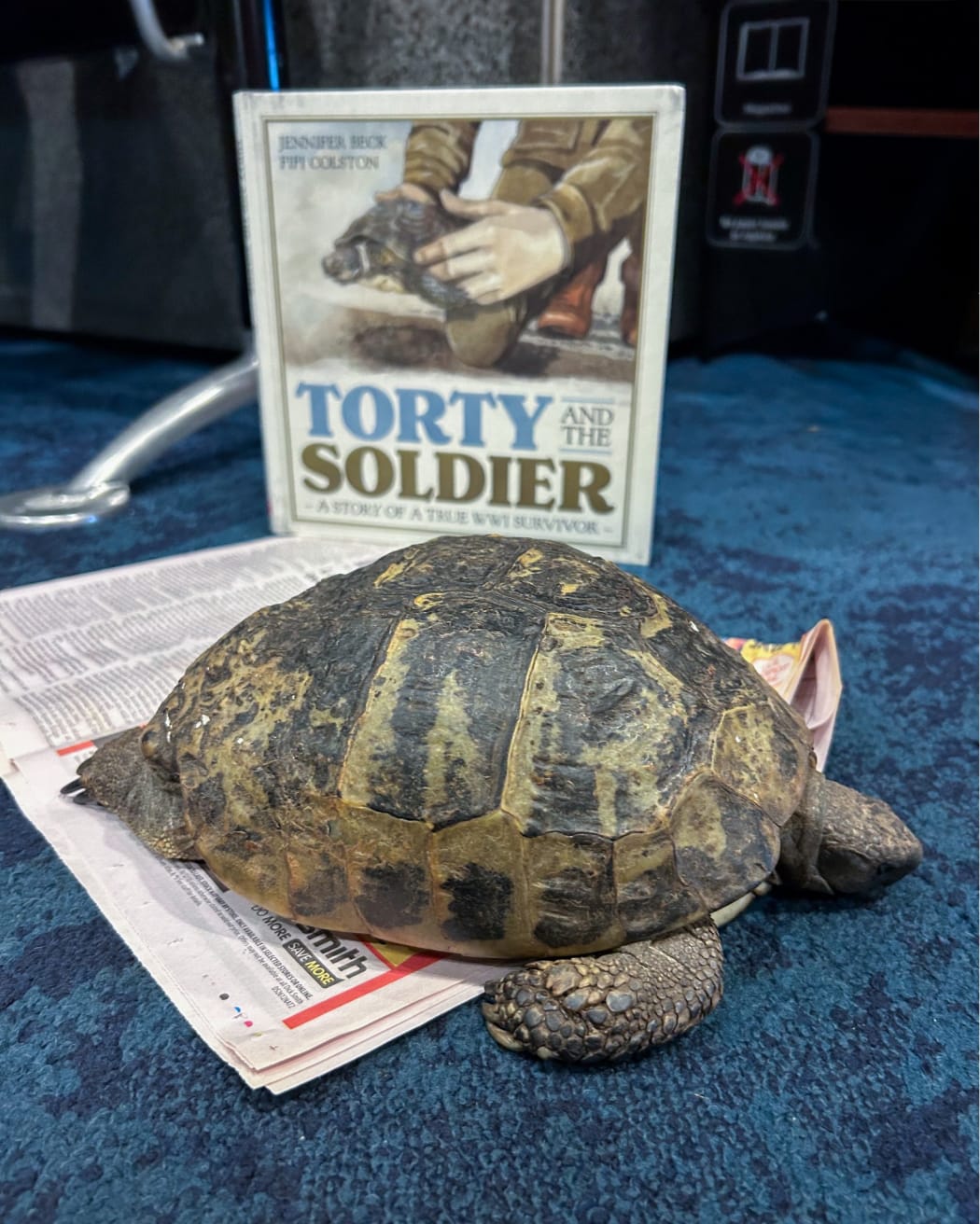 Torty the tortoise sits next to a story about her at Te Papa.