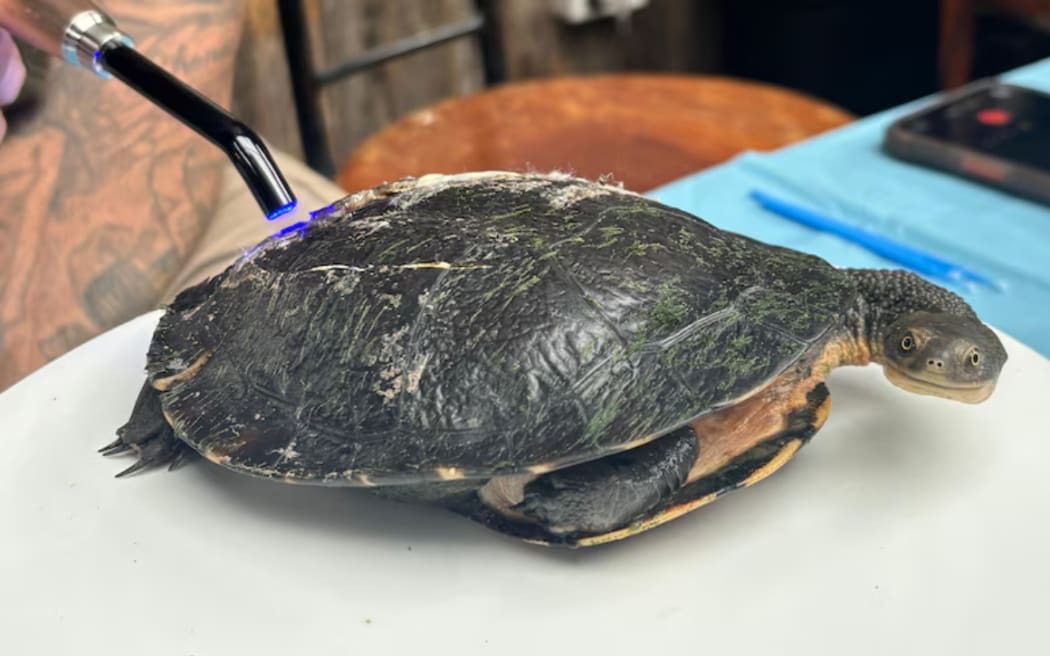 Josh Neille uses dental resin to heal his turtle patients.