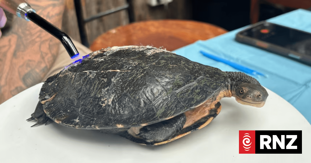 'Panel beater' for turtles saving lives with 3D printer and dental glue