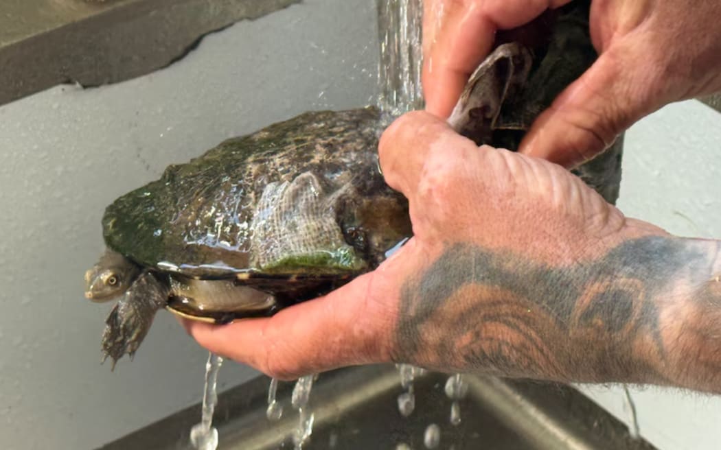 A turtle's shell must be thoroughly cleaned and prepared.