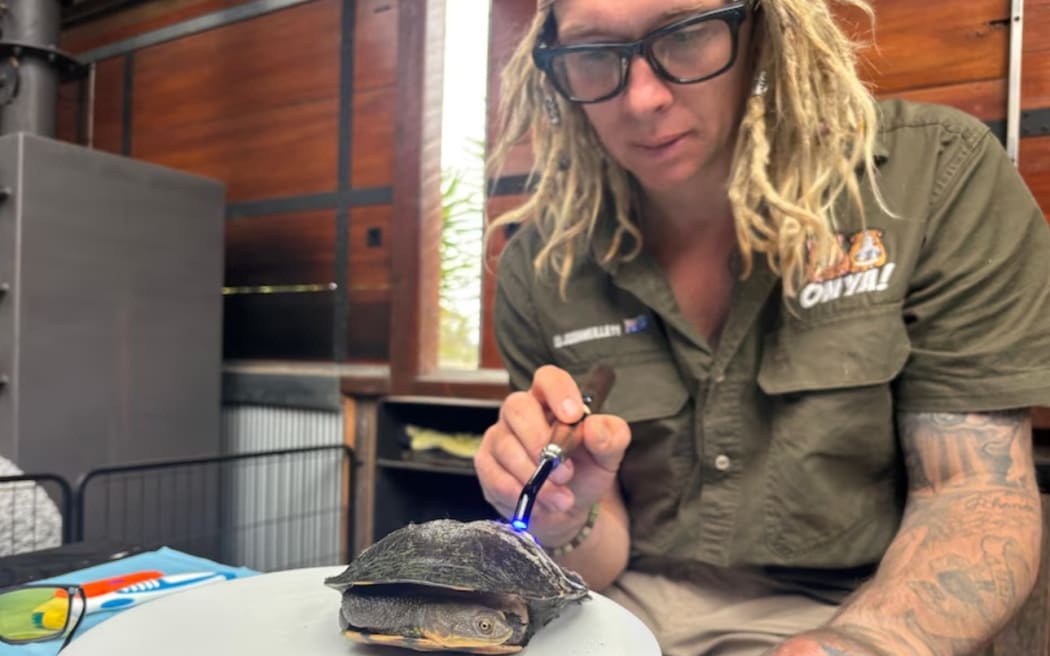 Josh Neille uses a dental UV light to harden resin on a turtle's shell.