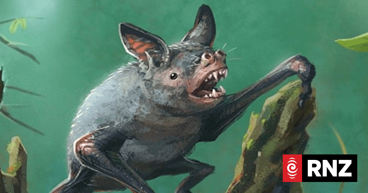 Tiny extinct bat found in NZ fossil record