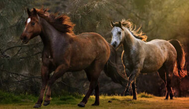 Over 14,000 Wild Horses Are Set to Be Rounded Up and Removed from the Western U.S. in 2026