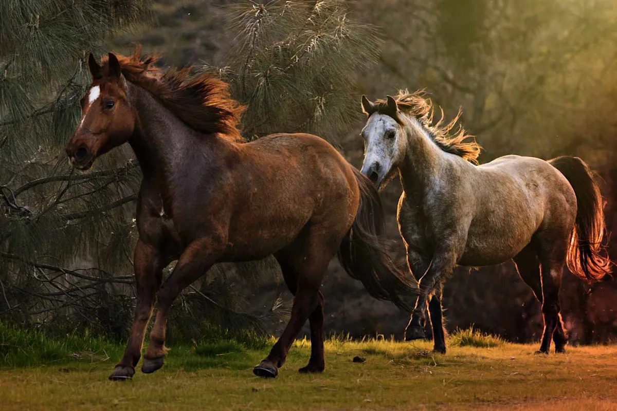 Over 14,000 Wild Horses Are Set to Be Rounded Up and Removed from the Western U.S. in 2026