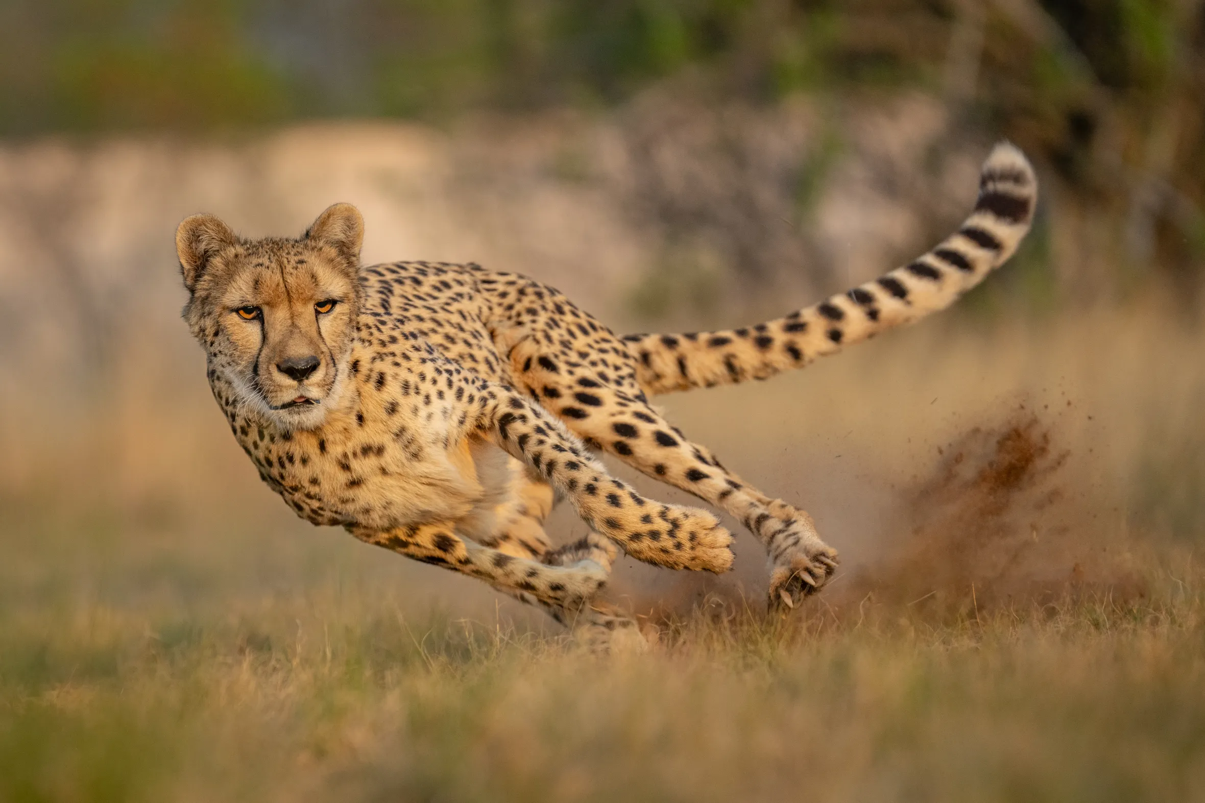 A cheetah running quickly and kicking up dust as it turns left.