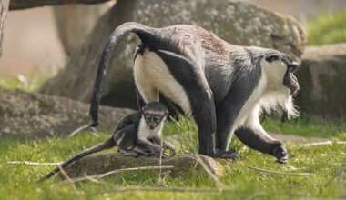 Endangered monkey welcomes baby after pioneering surgery - The Independent