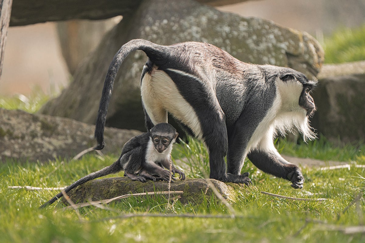 Endangered monkey welcomes baby after pioneering surgery - The Independent