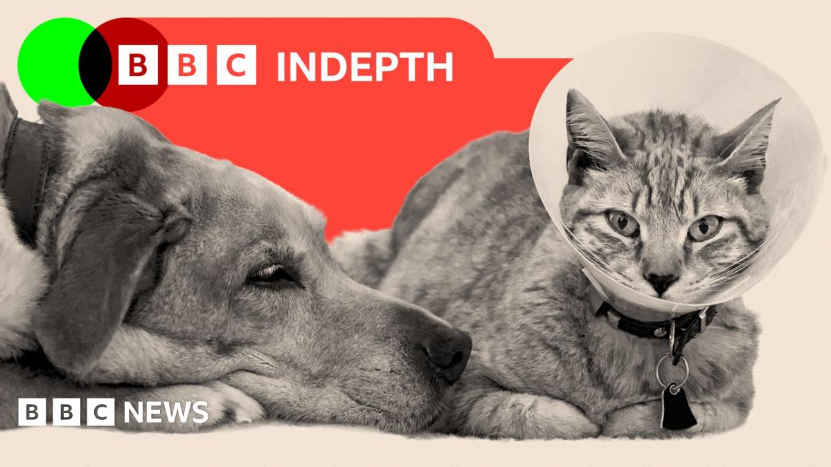 BBC InDepth