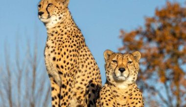 Cheetah brothers Mo and Bolt depart The Big Cat Sanctuary in Smarden, near Ashford, as part of breeding programme