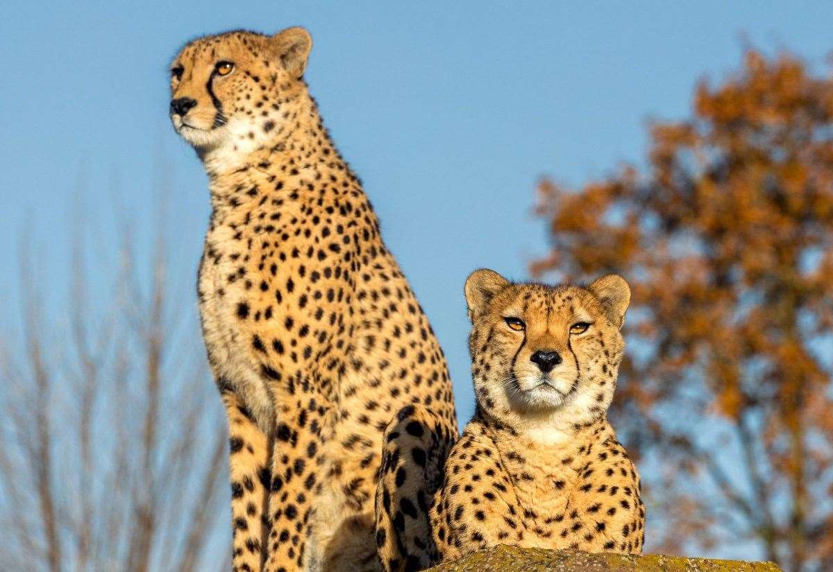 Cheetah brothers Mo and Bolt depart The Big Cat Sanctuary in Smarden, near Ashford, as part of breeding programme