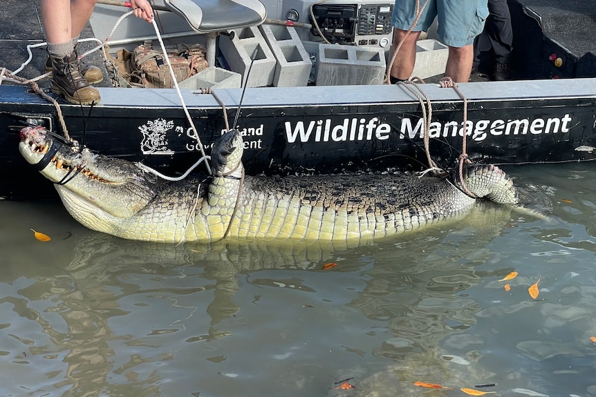 A crocodile being hauled into a boat.