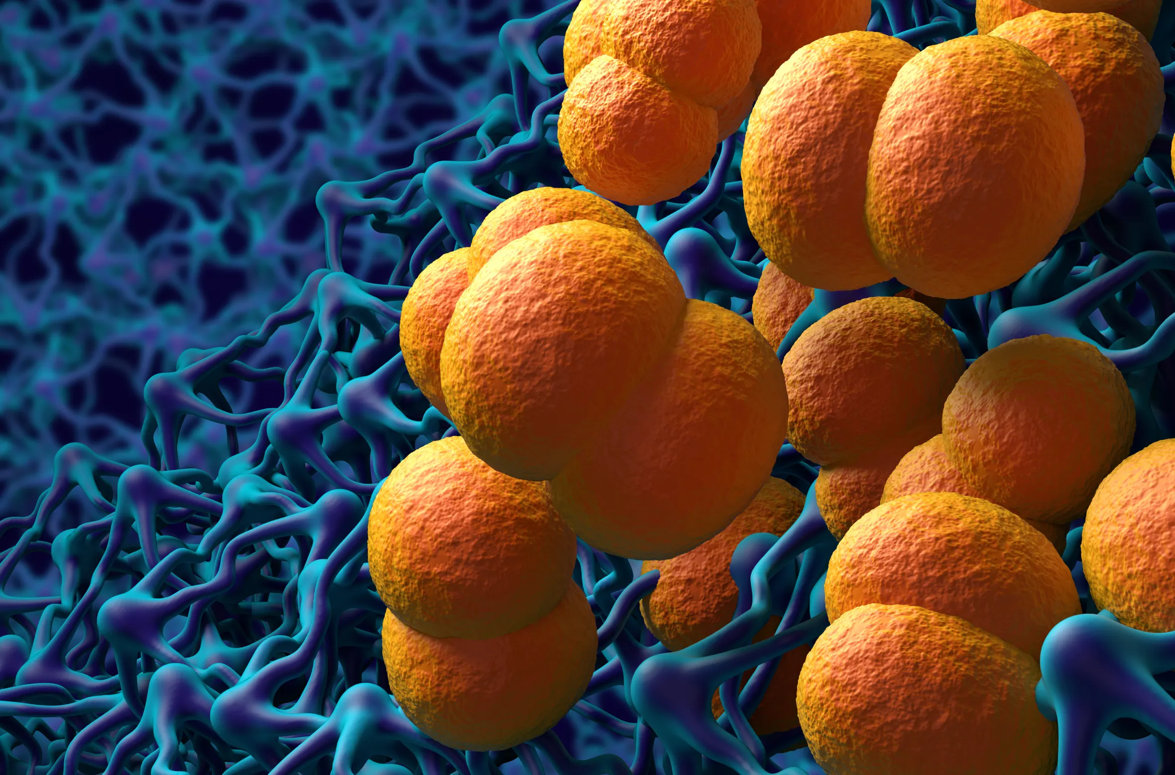 Illustration of meningitis bacteria (Neisseria meningitidis) with orange cocci surrounded by blue membranes.