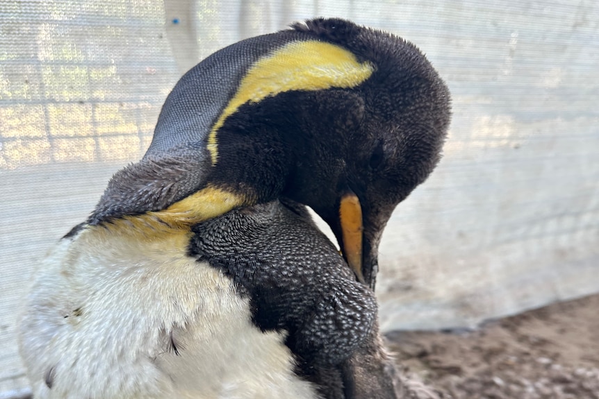 Penguin with its beak tucked in