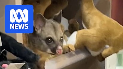 Possum found in Hobart Airport gift shop soft toy section