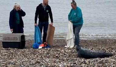Young seal rescued from Minster beach on Sheppey by British Divers Marine Life Rescue and Kent Wildlife Rescue