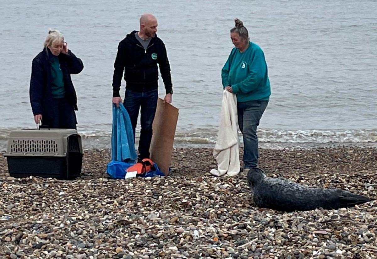Young seal rescued from Minster beach on Sheppey by British Divers Marine Life Rescue and Kent Wildlife Rescue