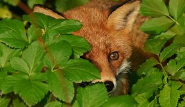 How a ‘stowaway’ fox took an extraordinary transatlantic journey to New York - The Independent