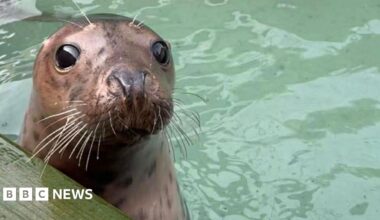 A brown seal pup with a head shining like copper. It has large dark eyes and silvery whiskers. It is looking out of a pool of green water