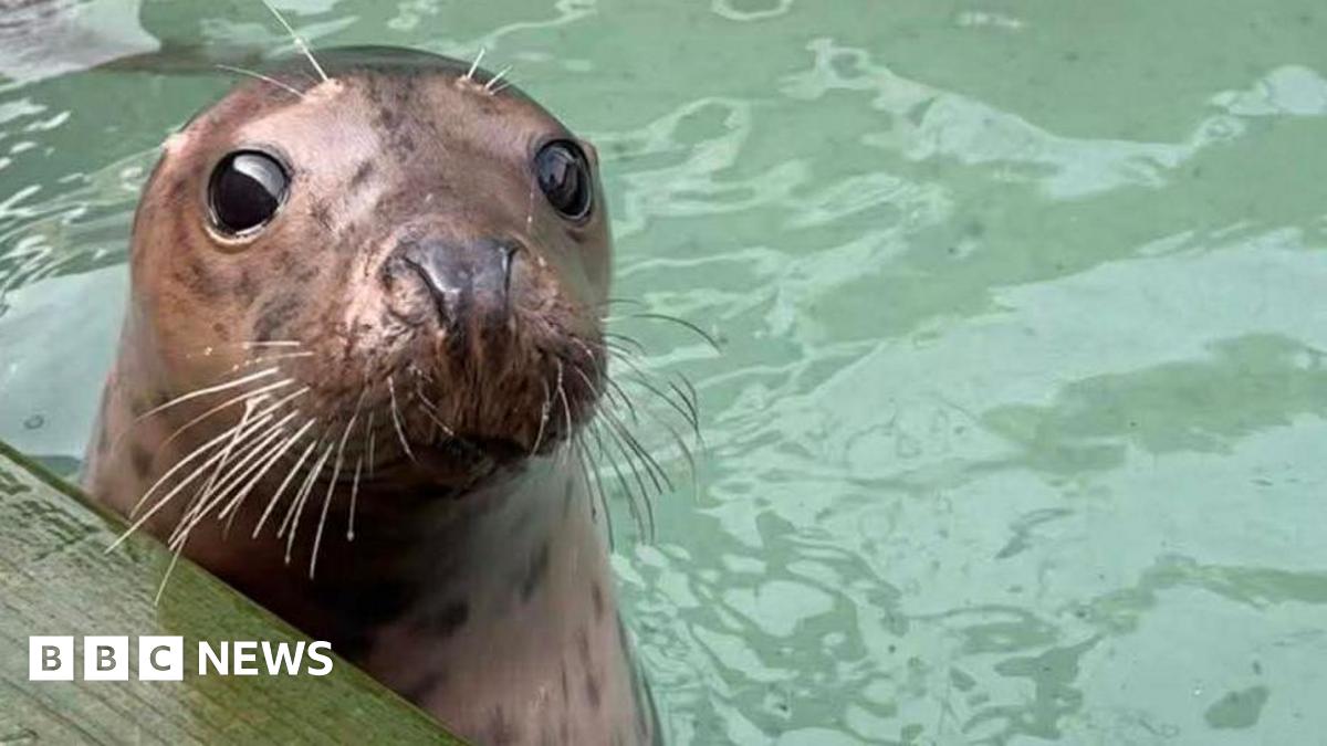 A brown seal pup with a head shining like copper. It has large dark eyes and silvery whiskers. It is looking out of a pool of green water