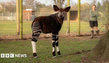 A baby okapi stands in a grassy field, with a zookeeper looking on. An okapi has four black and white striped legs like a zebra, a brown body, white head, large brown ears and a prominent snout.