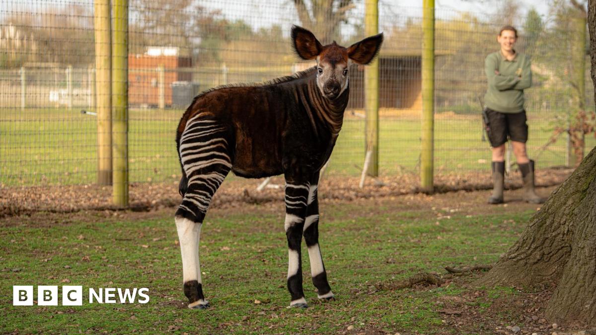 A baby okapi stands in a grassy field, with a zookeeper looking on. An okapi has four black and white striped legs like a zebra, a brown body, white head, large brown ears and a prominent snout.