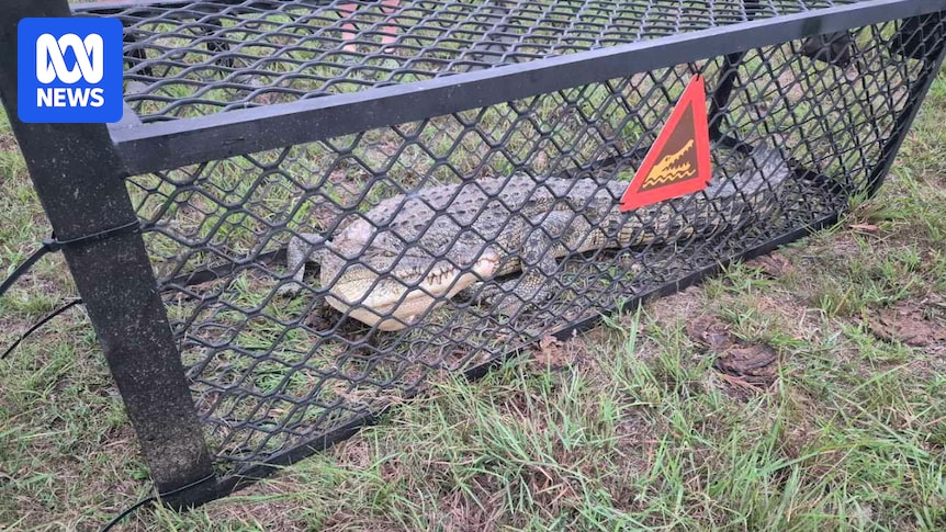 Saltwater crocodile found in dam hundreds of kilometres from normal habitat