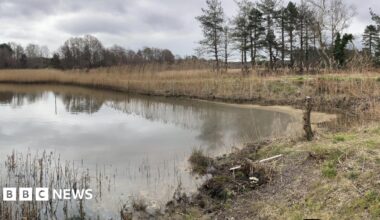 An oil spill can be seen in the water near the marsh land.