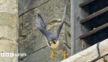 A peregrine falcon, which has grey wings, a white body with black stripes, yellow feet and beak, is in mid-flight with its wings suspended above its body. Behind it is a stone ledge it appears to have just took flight off.