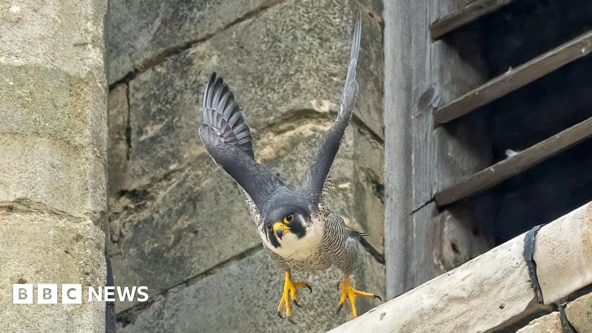 A peregrine falcon, which has grey wings, a white body with black stripes, yellow feet and beak, is in mid-flight with its wings suspended above its body. Behind it is a stone ledge it appears to have just took flight off.