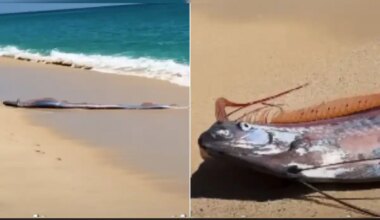 Rare 'Doomsday Fish' Sighting In Mexico Sparks Concern, Video Goes Viral