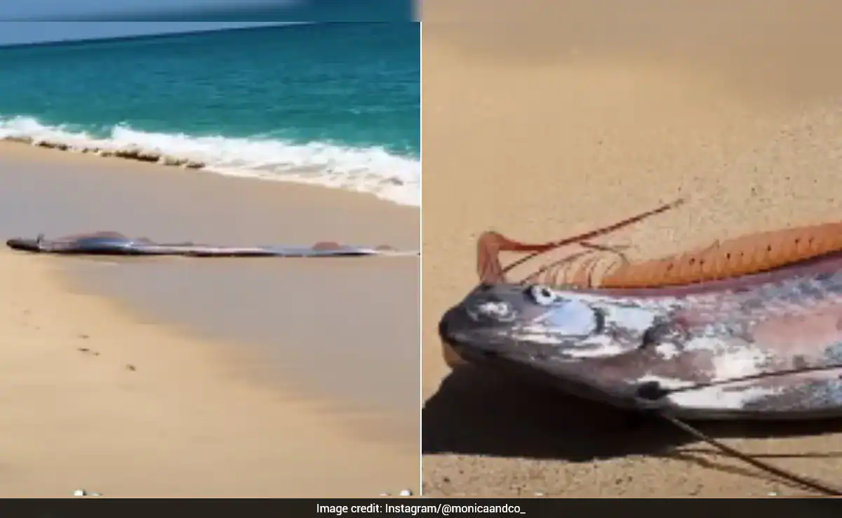 Rare 'Doomsday Fish' Sighting In Mexico Sparks Concern, Video Goes Viral