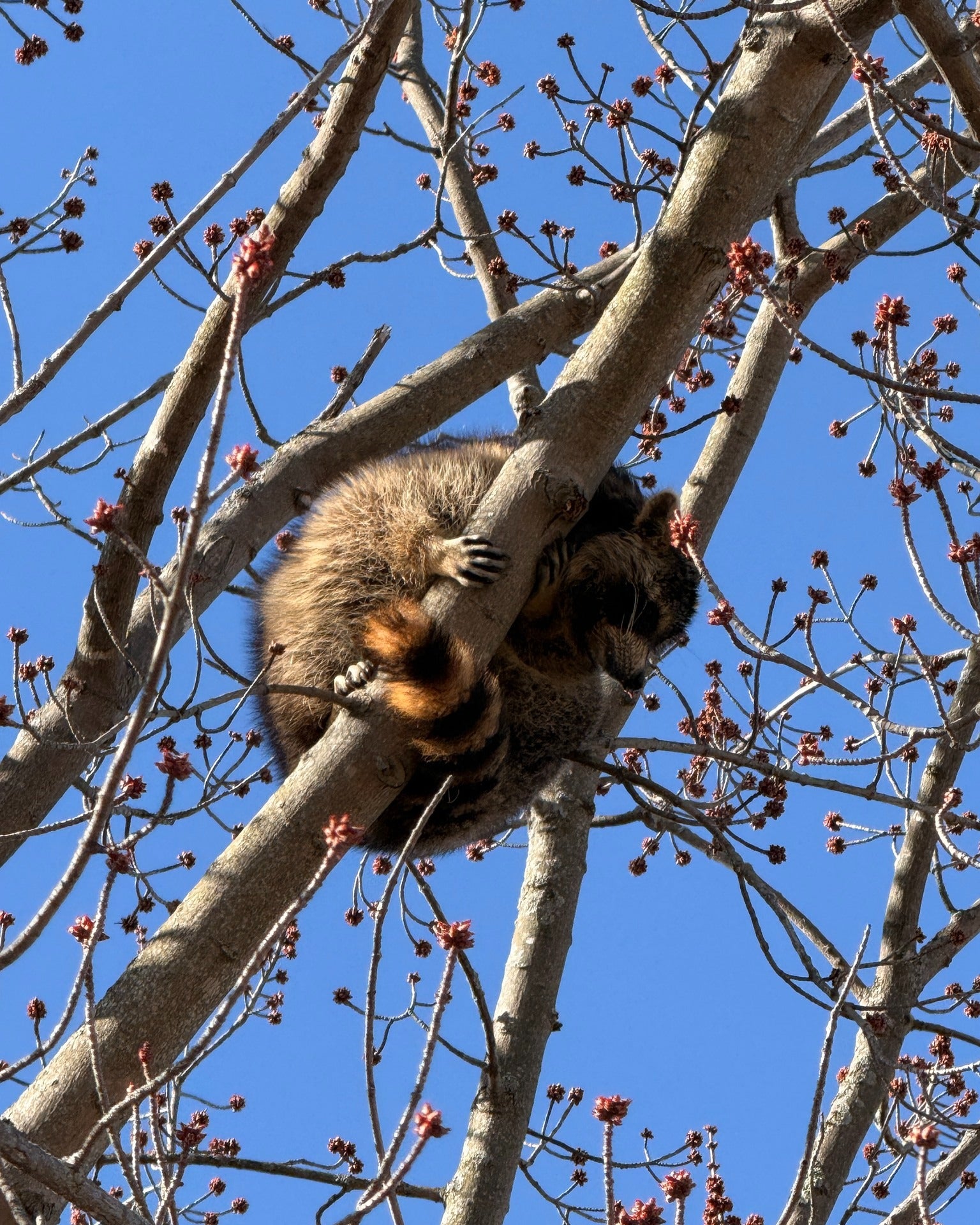 The Shelburne Fire Department successfully removed the jar from the raccoon's head