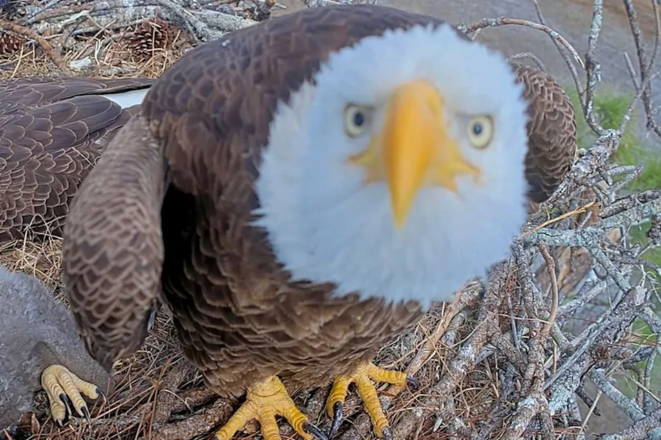 F23 in her nest before her presumed deathCredit: Southwest Florida Eagle Cam