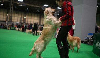 Crufts 2026 LIVE: Best in Show winner announced in finale | UK | News