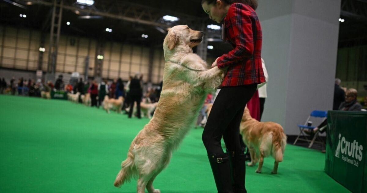Crufts 2026 LIVE: Best in Show winner announced in finale | UK | News