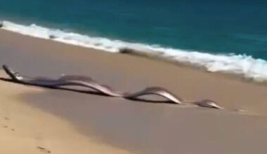 Two rare 'doomsday fish' wash up on beach sparking disaster fears | Weird | News