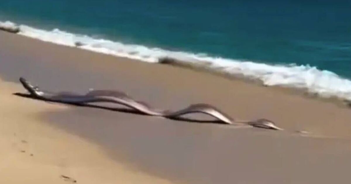 Two rare 'doomsday fish' wash up on beach sparking disaster fears | Weird | News