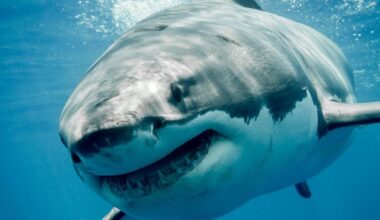 Huge 13ft-long great white shark spotted off coast of holiday hotspot loved by Brits | World | News