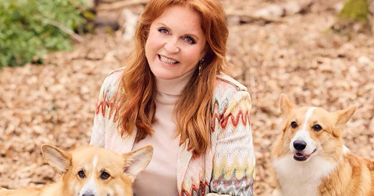 Sarah Ferguson 'in talks to clone Queen's corgis for TV' - ‘up for anything for cash' | Royal | News