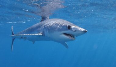 Huge shark seen in sea off Majorca weeks after great white caught in Spain | UK | News