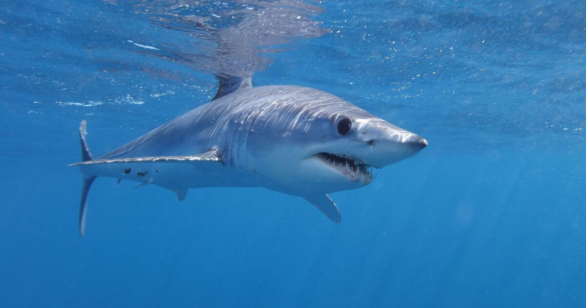 Huge shark seen in sea off Majorca weeks after great white caught in Spain | UK | News