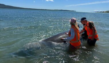 Deep-sea whale strands on central Auckland beach