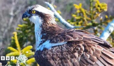 A brown and white osprey with a bright yellow eye.