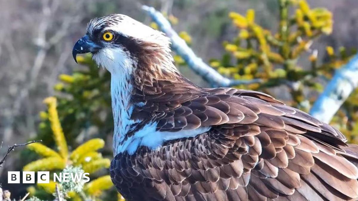 A brown and white osprey with a bright yellow eye.
