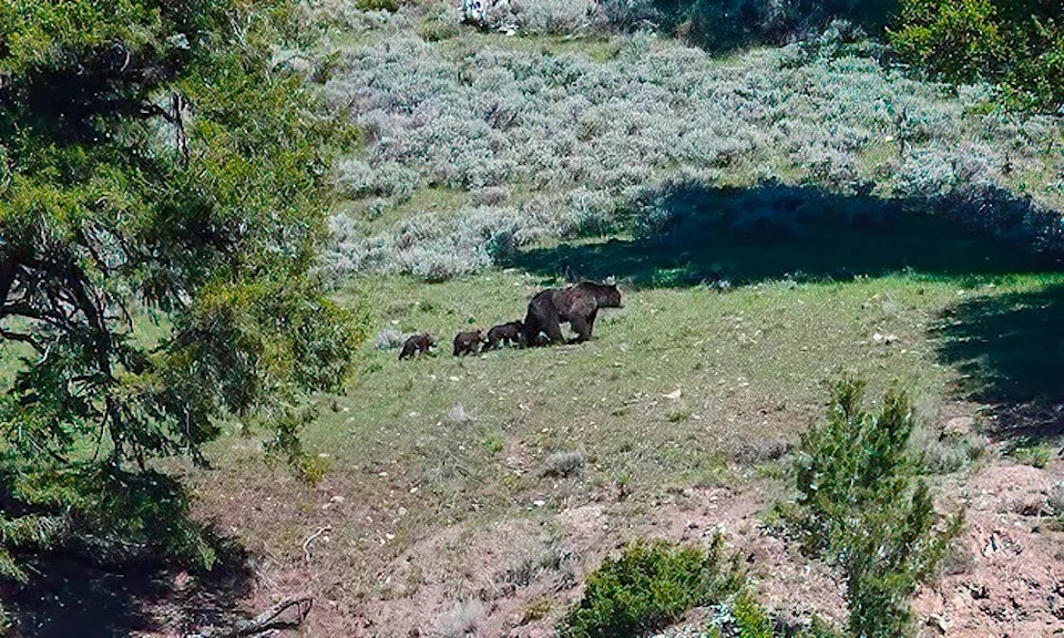 Same grizzly bears lower on the slope.