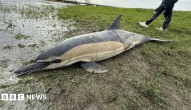 Disbelief after men find dolphin on riverbank in Cambridgeshire