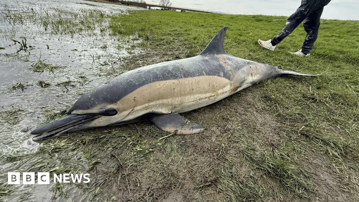 Disbelief after men find dolphin on riverbank in Cambridgeshire