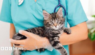 A veterinarian wearing blue scrubs and a stethoscope gently holds a young black and tan puppy, possibly a German Shepherd, in a clinical setting. The vet's gloved hand supports the puppy, conveying care and professionalism against a clean, light blue background.